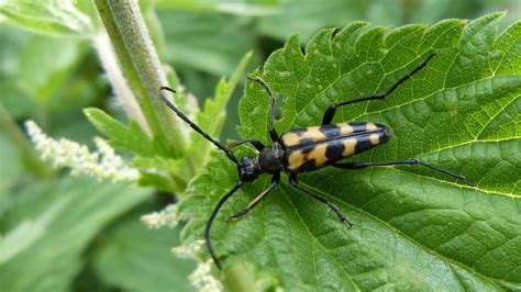 Four Banded Longhorn Beetle Markeisingbirding