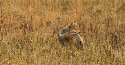 Coyote Hunting In Maine An Ultimate Guide For 2024 Updated
