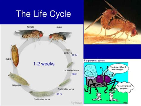 Ppt Drosophila Melanogaster Powerpoint Presentation Free Download