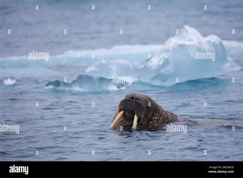 Atlantic Walrus Atlantic Walrus Marine Mammals Predators Seals