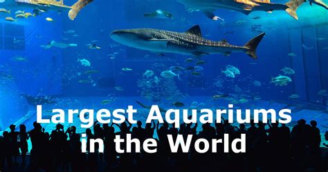 The 10 Biggest Aquariums In The World Ranked By Size Images