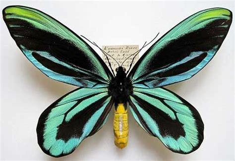 世界一の記録(昆虫 etc編) | 美しい蝶, 蝶, 蛾