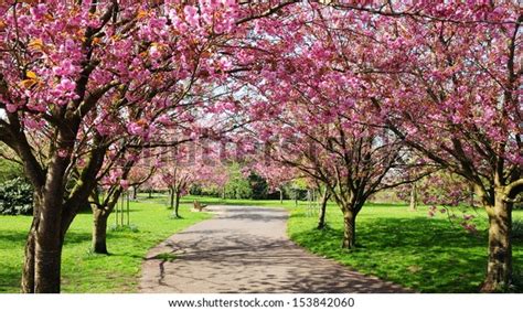 Cherry Blossom Path Through Beautiful Landscape Stock Photo Edit Now