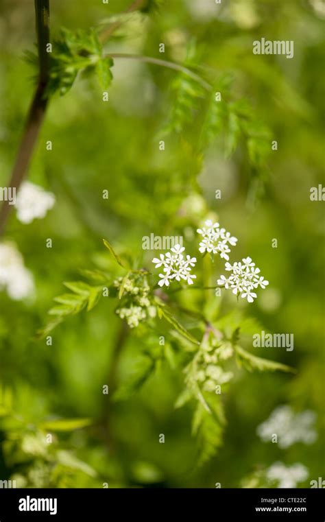 Cow Parsley Leaves Anthriscus Sylvestris Hi Res Stock Photography And