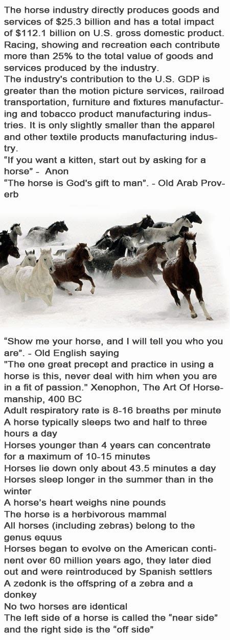Fun Horse Facts For Kids Childhood Education