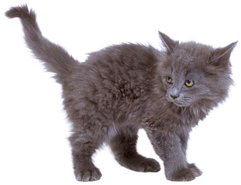 Grey Kitten Cat Transparent Png Stickpng