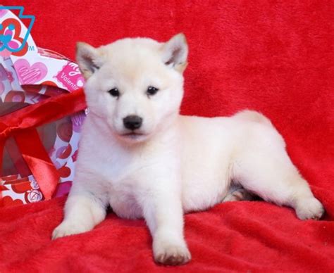 Shiba Inu Puppies For Sale Puppy Adoption Keystone Puppies