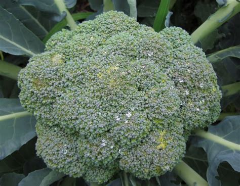 Growing Broccoli In Ohio Dengarden