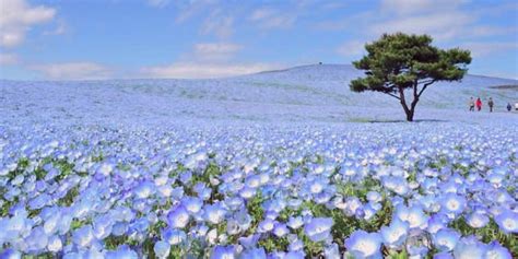 Stunning Blue Flower Field In Japan Goes Viral Festival Was Cancelled