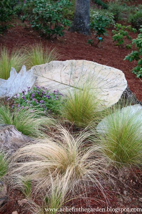 No other grass exhibits quite the refinement of texture as this species. Mexican Feather Grass and "headstones" of last year's ...