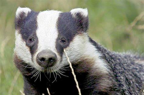 Paterson Confirms Badger Cull Will Go Ahead Farminguk News