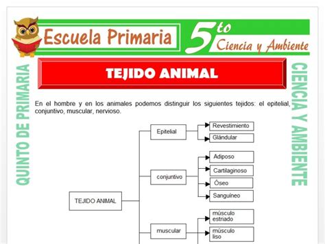 Tejido Animal Para Quinto De Primaria Escuela Primaria