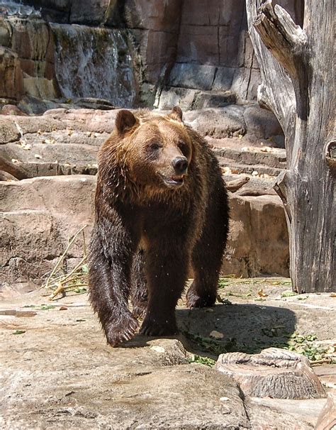 Brown Bear Indianapolis Zoo Brown Bear Bear