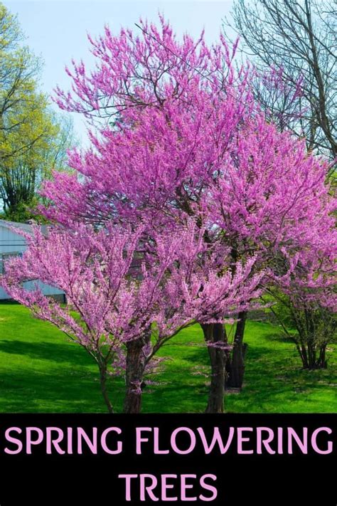 7 Beautiful Reliable Spring Flowering Trees