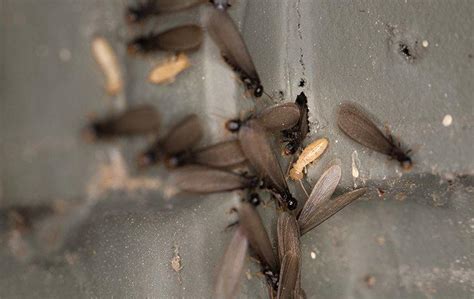 how to identify termite activity when it s swarming season in dallas