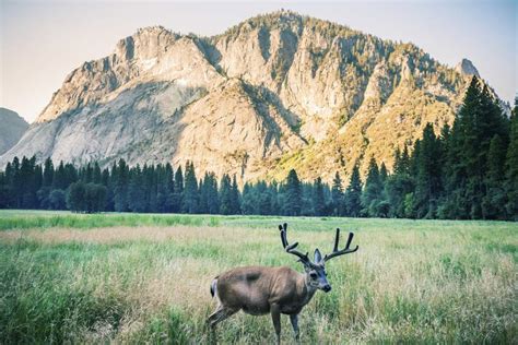 A Photo Tour In Celebration Of Yosemite National Parks 125th