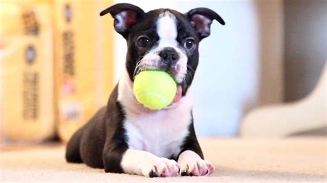 Boston Terrier Dogs Wallpapers Wallpaper Cave