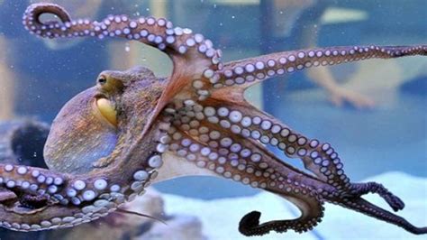 World Octopus Day 2022 Date History And Significance