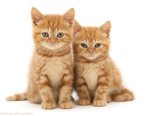 Red Tabby British Shorthair Kittens Photo Wp10862