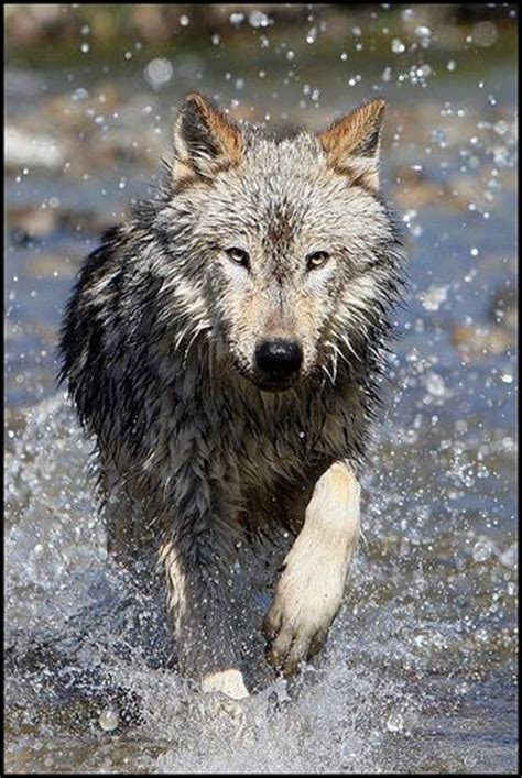 281 Best Photos De Loups Images On Pinterest Wild Animals Wolf Dogs