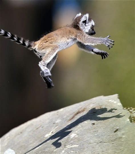 Baby Lemur In The Air Baby Lemur Lemur Animals Wild