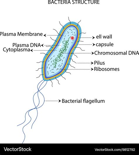 Diagram Of Bacterial Cell Clipart Best The Best Porn Website