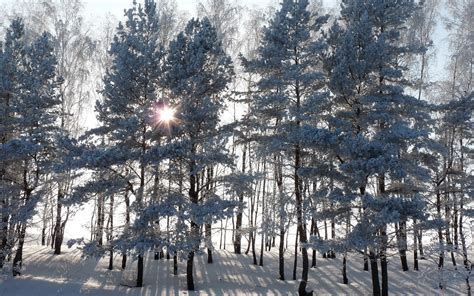Nature Trees Forest Winter Snow Seasons Sunlight White