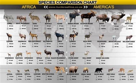 Many kinds of animals are native only to africa, such as gorillas, chimpanzees, zebras, giraffes, hippopotamuses. The 10 Greatest Outdoor Infographics Ever Made | Africa hunting, Deer species, Big game hunting