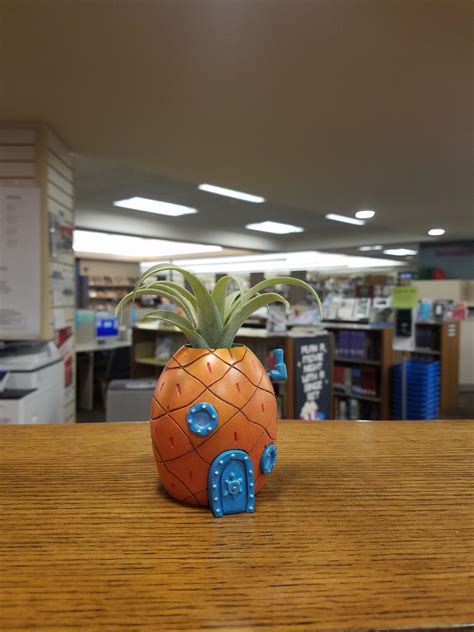 It's bring your emotional support plant to work day! T. capitata peach