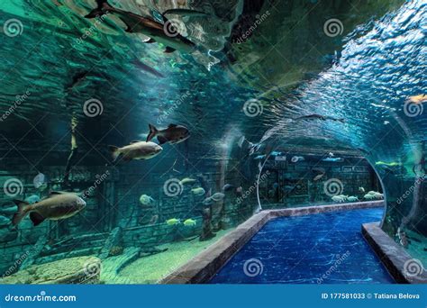 Interior Crocus City Oceanarium In Krasnogorsk Amazon River Fish