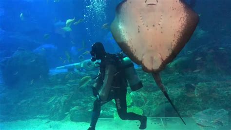 Deep Sea Life Busan Aquarium Youtube
