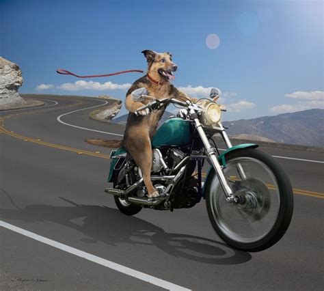 Top 10 What Dogs And Bikes Have In Common Beantown Baggers