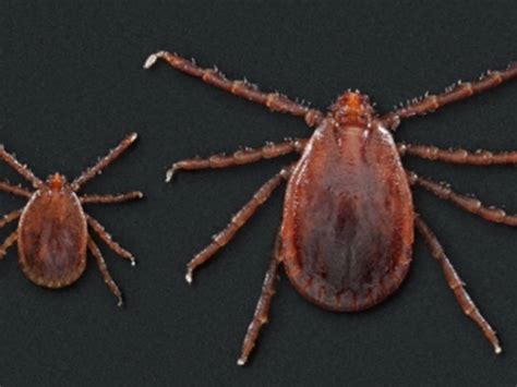 Exotic Tick Species Found In 3 Nc Locations Cdc Charlotte Nc Patch