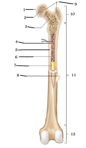 It is very strong to support the body's weight, made up mostly of compact bone and some inner spongy bone (described below). Long Bone Labeled Quizlet - Anatomy Labeling And Defining ...