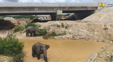 Satu Satunya Di Indonesia Terowongan Gajah Jadi Karakter Ruas Jalan