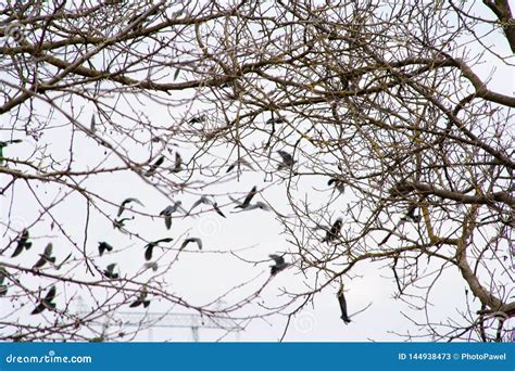 Many Ravens Winter In The Midst Of Fields And Trees Stock Image Image