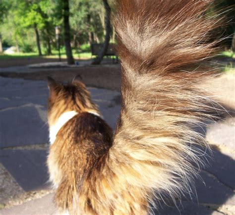 10 Super Fluffy Cat Tails Catster