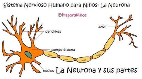 Sistema Nervioso Para Niños Neurona Partes Y Funciones Preparaniñ