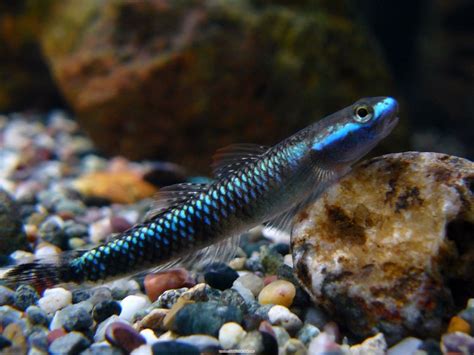 Stiphodon Atropurpureus Blue Neon Goby Microsicydium Atropurpureum