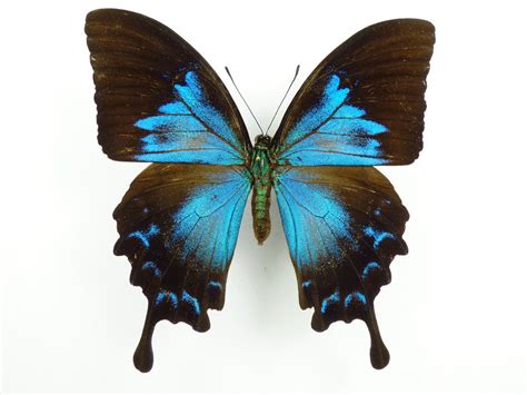 Papilio Ulysses Ssp Ulysses Female Aureus Butterflies And Insects