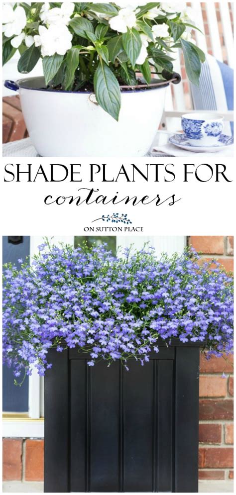 Shade Plants For Containers New Guinea Impatiens On