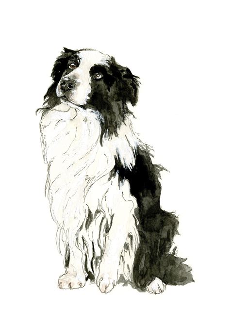 Pin By Dog Portraits On Shepherds Border Collie Art Dog Portraits
