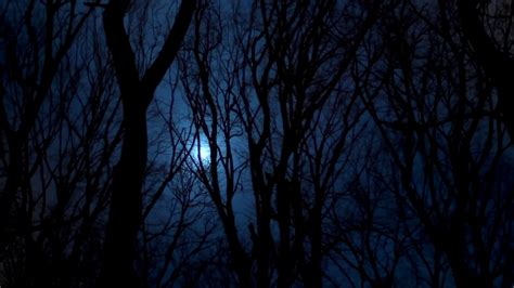 10 Hours Full Moon Forest Video And Audio Nightbirds 1080hd Slowtv