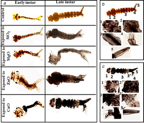 Bright Field Images Magnification Of Early And Late Instar Stages Download Scientific