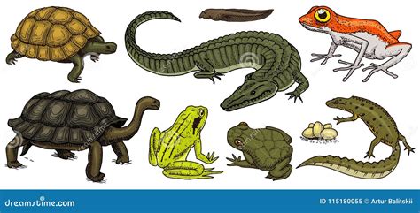 Reptiles And Amphibians Cartoon Frog Chameleon Crocodile Lizard And