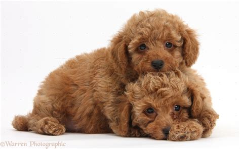 Find red toy poodle ads in our dogs & puppies category. Dogs: Two cute red Toy Poodle puppies photo WP40607