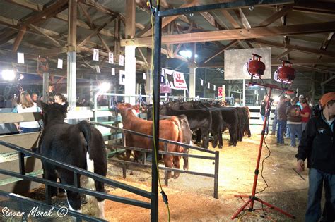 How Can You Not Love The Look Of This Show Cattle Show Cows Showing Livestock