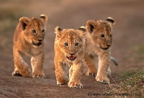 The Leader Of The Pack Three Lions Cubs In The Maasai Mara Kenya