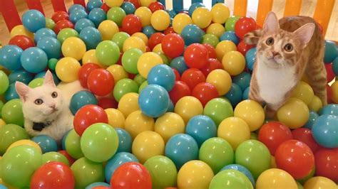 Two Cats And 500 Balls In A Ball Pit Youtube