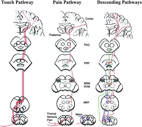 Illustration Of The Ascending And Descending Spinal Cord Pathways